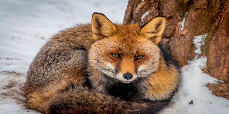 להקוניאצ'ה – מקלט טבעי לחיות בר