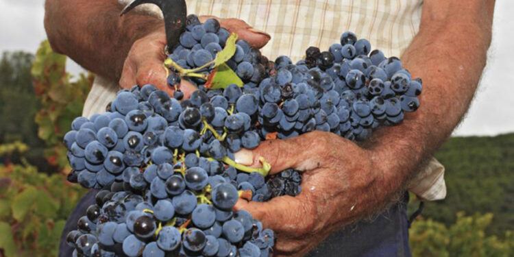 להרים כוס גראנש לחיי גרנצ'ה, דרך היין המפורסמת בספרד