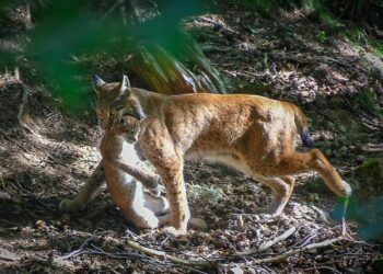 נווה מדבר קסום: הכיר את חיות הבר של לקוניאצ'ה באראגון