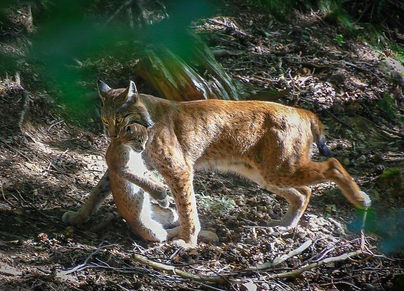 נווה מדבר קסום: הכיר את חיות הבר של לקוניאצ'ה באראגון